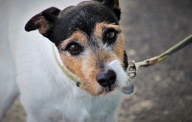 Rappel des règles de bonne conduite aux propriétaires de chiens