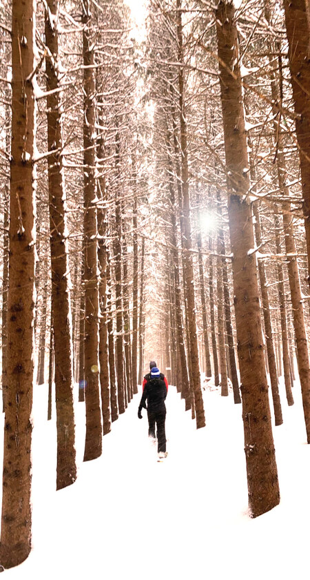 forêt enchantée